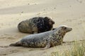 Grey Seals, Horsey, Norfolk, England